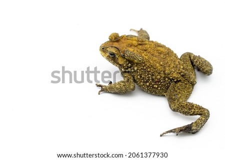 Asian Common Toad, Duttaphrynus melanostictus, spread out its legs on a white studio background.