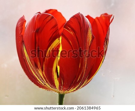 High quality detailed photo of a red flower. Beauty of the color red is of course undeniable, so the red on a plant is of course equally flawless.