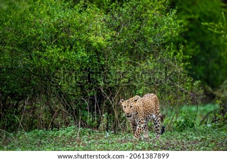 Indian wild male leopard or panther walking head on with eye contact in natural green background rainy monsoon season during outdoor wildlife safari at forest of central india - panthera pardus fusca