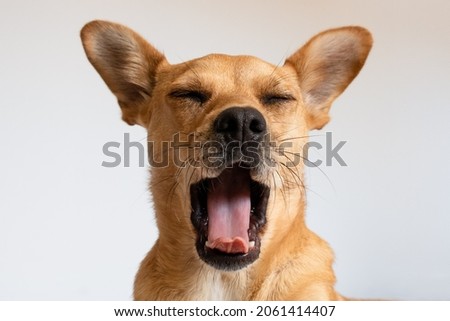 Funny dog yawning. Head of a mixed-breed fawn dog facing the camera with mouth wide open showing tongue and eyes closed isolated against a white background Royalty-Free Stock Photo #2061414407