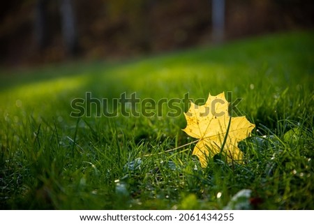 Close up of yellow maple leaf and green grass with copy space.