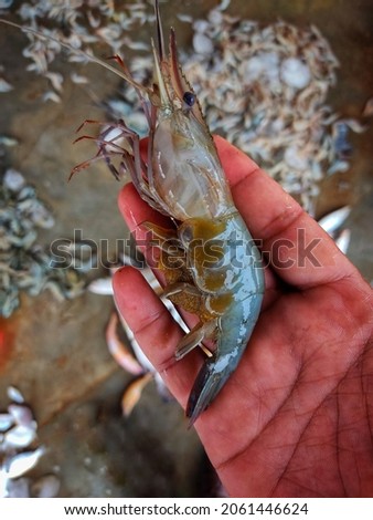 Big mature gravid female prawn shrimp with eggs in belly abdomen in hand in nice blur background