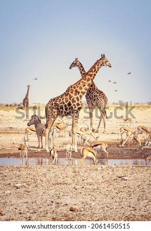 Vertical landscape with herds of Giraffes and group of antelopes in the natural habitat, view of wildlife in savannah of Africa. Wild African animals on a waterhole in Etosha National Park, Namibia.  Royalty-Free Stock Photo #2061450515