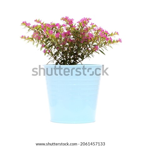 Purple flowers of Cuphea hyssopifolia, the false heather, isolated on white background  Royalty-Free Stock Photo #2061457133