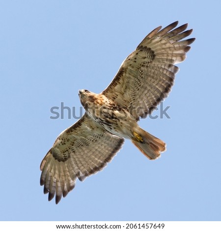 FLYING RED-TAILED HAWK IN BLUE SKY