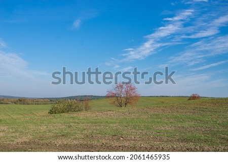 landscape green field with blue sky with red rowan tree