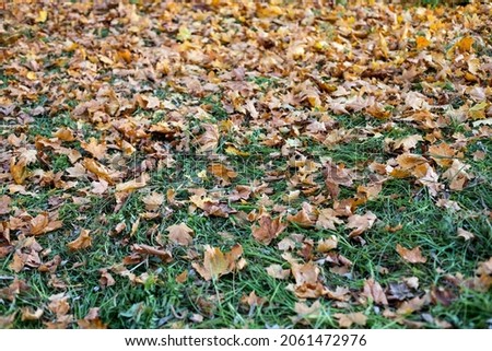 Fallen autumn leaves on the green grass