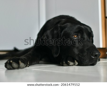 Black Labrador dog lying on white tiles looking away with  nostalgia and tireness. Concept of nostalgia and wave to the soul. The focus is on his eyes only 