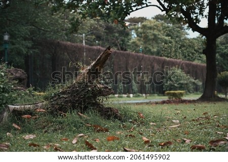 Big Broken tree trunk stump in wet green grass field, green trees full of leaves at background rainy day.