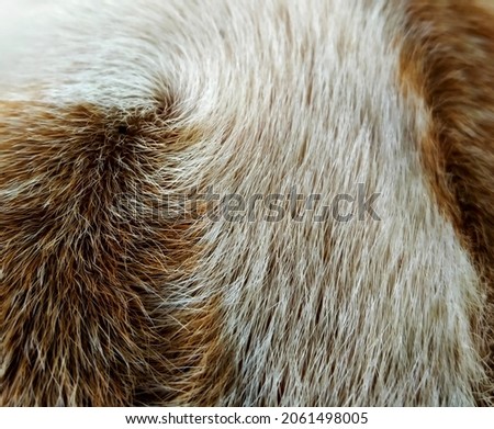 the surface of the dog's fur