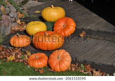 Orange pumpkins in garden or on fair. Autumn harvest time. 