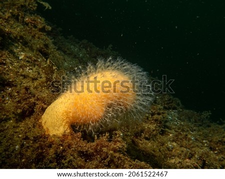 A close-up picture of the soft coral dead man's fingers or Alcyonium digitatum. Picture from the Weather Islands, Skagerrak Sea, Sweden