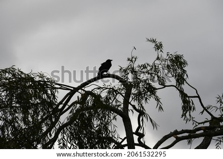 Crow Silhouette in tree perfect for Halloween