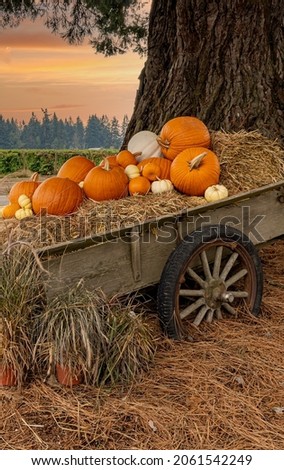 A Halloween display of avintage wagon, hay bales and pumpkins near Gervais Oregon