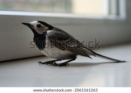 White wagtail sits on the windowsill near the window