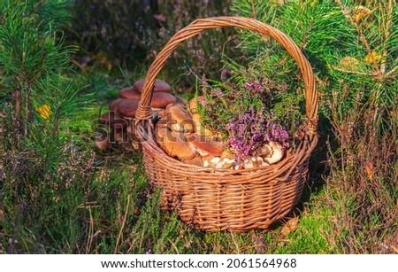 Still life outdoor with mushrooms basket
