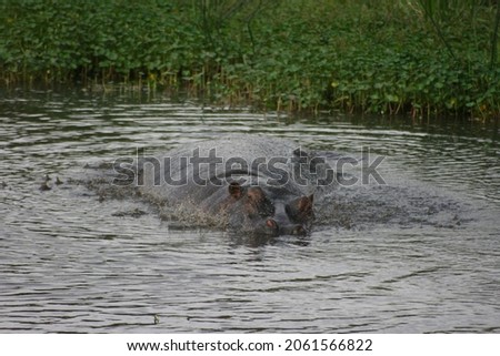 Portrait of Hippopotamus (Hippopotamus amphibius) rolling around in muddy waters in Ngorongoro Crater, Tanzania.