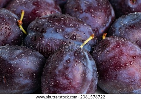 Plums with drops. background of beautiful home plums.