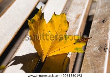 Yellow maple leaf in autumn in the park on a wooden brown bench in warm sunny weather.