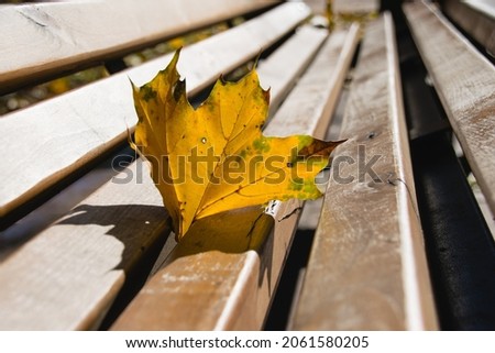 Yellow maple leaf in autumn in the park on a wooden brown bench in warm sunny weather.