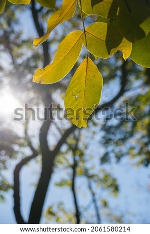 Yellow autumn leaf on a tree against a background of blue sky and branches close-up macro in sunlight, natural sun glare.