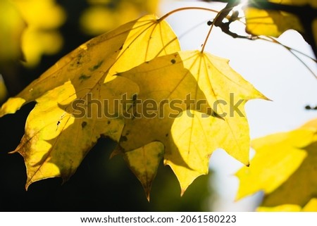 Yellow autumn maple leaves on a sunny evening close-up in the sunbeams