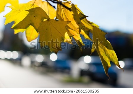 Yellow autumn leaves close-up and city, cars on a blurred background