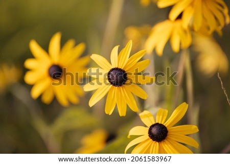 Rudbeckia with yellow flowers blooms in the garden Royalty-Free Stock Photo #2061583967