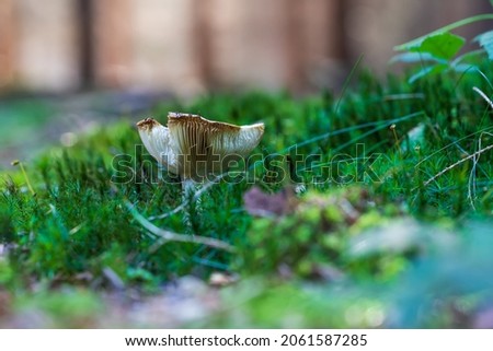 Forest mushroom growing in the grass in the forest. A detail of the ribbing can be seen on the hat. The background is nice bokeh.