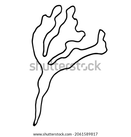 Algae contour, hand drawn vector drawing