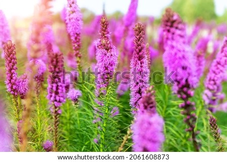 Beautiful abstract scenic landscape view of blooming purple liatris spicata or gayfeather flower meadow in rays of sunset warm sun light. Wildflower field blossoming background Royalty-Free Stock Photo #2061608873