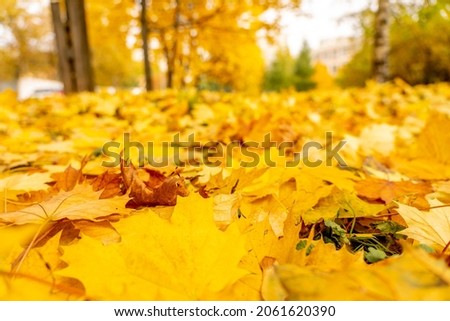 Beautiful autumn city landscape with yellow trees and leaves, natural outdoor travel background. Autumn leaves background, leaves on the grass. Fall concept. High quality photo