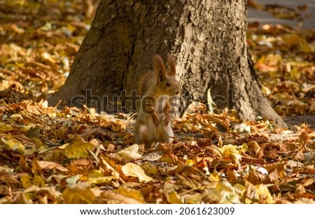 Funny squirrel in the autumn forest.