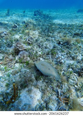 Flounder fish swimming at the bottom of the reef. Cozumel, Mexico. Caribbean Sea