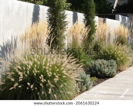 xeriscape garden landscape with perennials and ornamental grasses Royalty-Free Stock Photo #2061630224