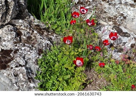 spring red poppy flower among the ruins of ancient city Hierapolis