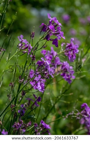 Blooming lilac, purple wild flower.