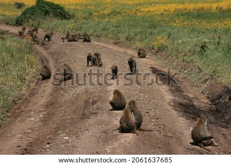 Troop of Olive Baboons (Papio Anubis) sitting in the middle of dirt road inside the Ngorongoro Crater in Tanzania.