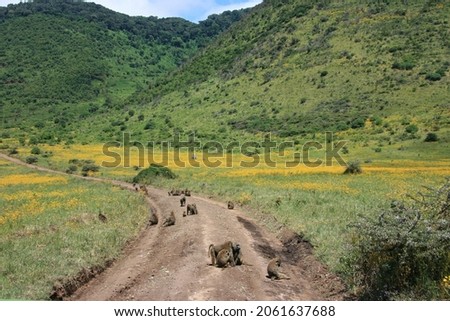 Troop of Olive Baboons (Papio Anubis) sitting in the middle of dirt road inside the Ngorongoro Crater, Tanzania.