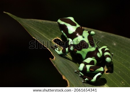 A green-and-black poison dart frog (Dendrobates auratus), or poison arrow frog displaying its warning colouration in the rainforests of Costa Rica