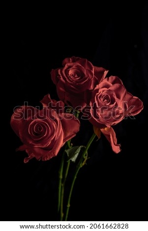  Roses burgundy on a black background. Blur and selective focus. Low key photo. 