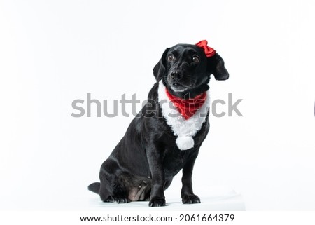 dog with costume and christmas 