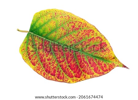 bright colorful autumn leaf isolated on white. 
