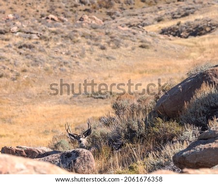 A mule deer buck is on high alert in his Wyoming bed.