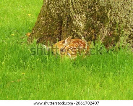 Newborn white-tailed deer fawn in yard