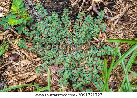 Spotted spurge (Euphorbia maculata) - Homosassa, Florida, USA Royalty-Free Stock Photo #2061721727