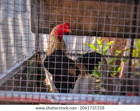Healthy roosters in iron cages