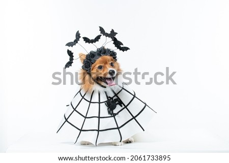 spitz in halloween costume photo