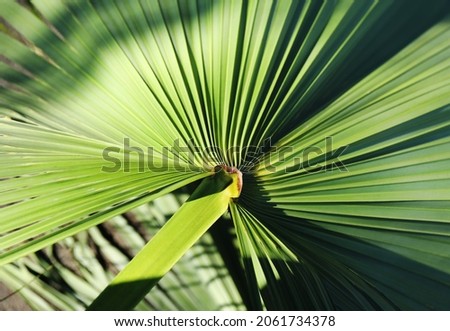 Tropical green palm leaf background. Abstract texture line from nature.	