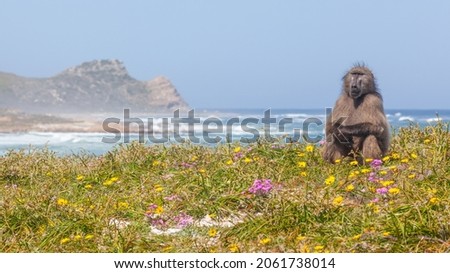 A chacma baboon near the Cape of Good Hope in Table Mountain National Park, South Africa.